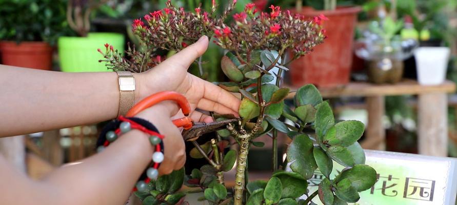 花卉小胖小花是什么品种？它的特点和养护方法是什么？