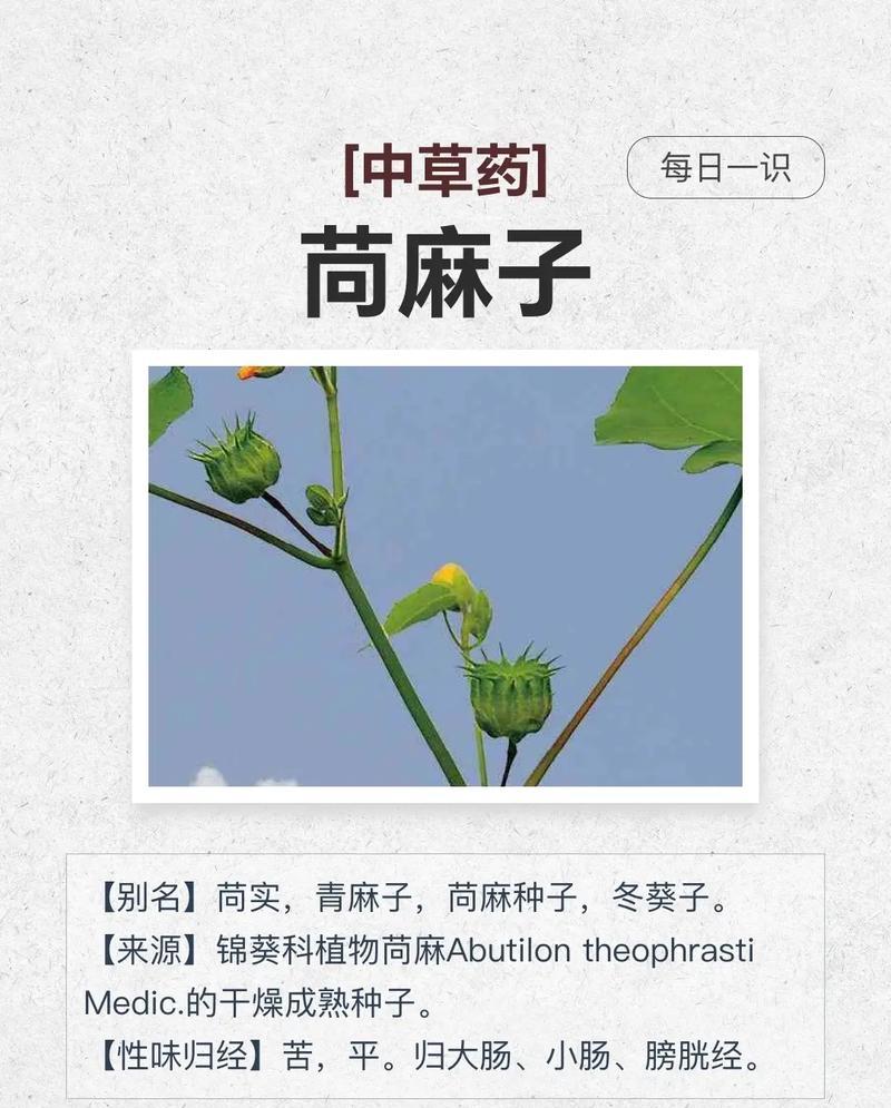 药材植物摄影技巧有哪些？如何拍摄出药材的特色？