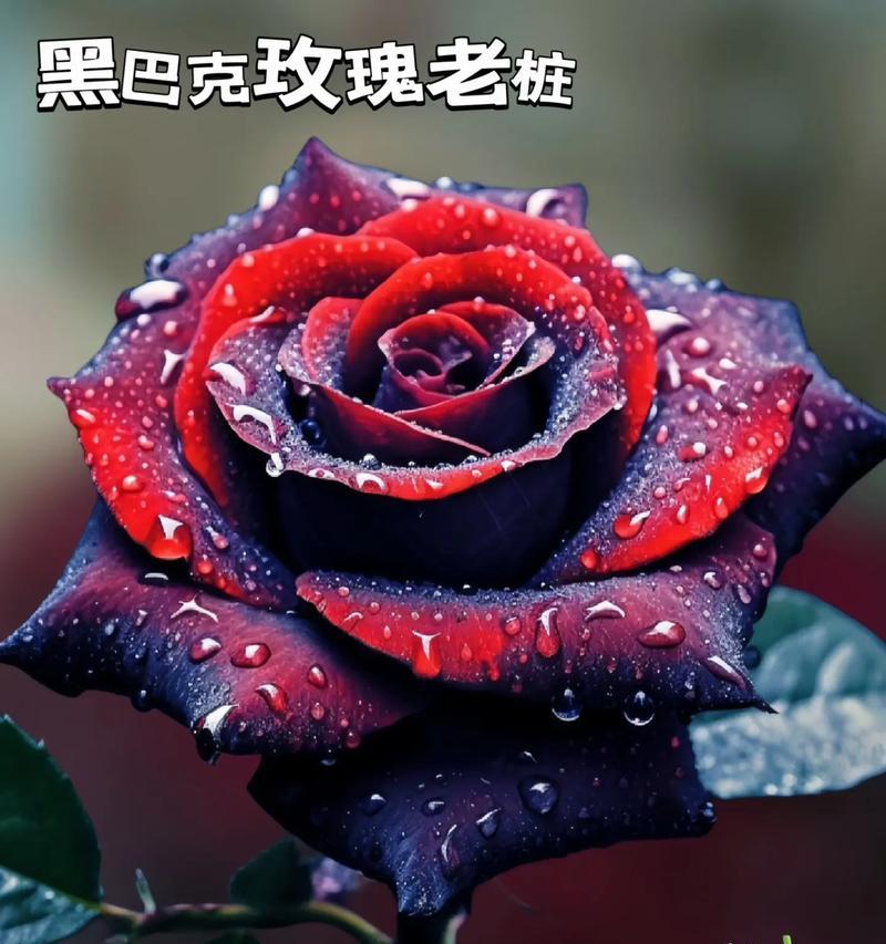 跑着拿玫瑰花什么意思啊？拿玫瑰花的含义是什么？