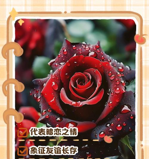 跑着拿玫瑰花什么意思啊？拿玫瑰花的含义是什么？