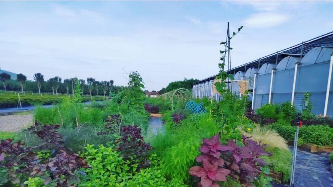 芳香花园是什么花卉类型？如何打造一个芳香花园？
