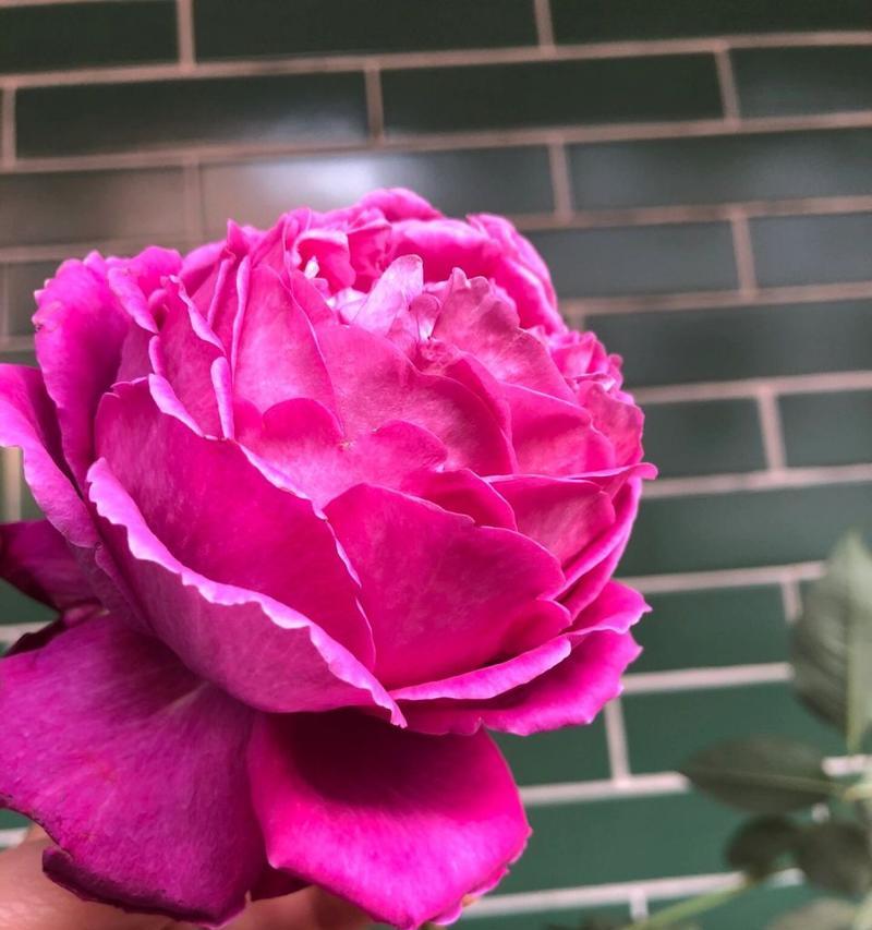芳香花园是什么花卉类型？如何打造一个芳香花园？
