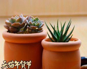 植物耐渍性在园艺中指的是什么？