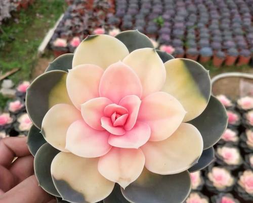 植物耐渍性在园艺中指的是什么？