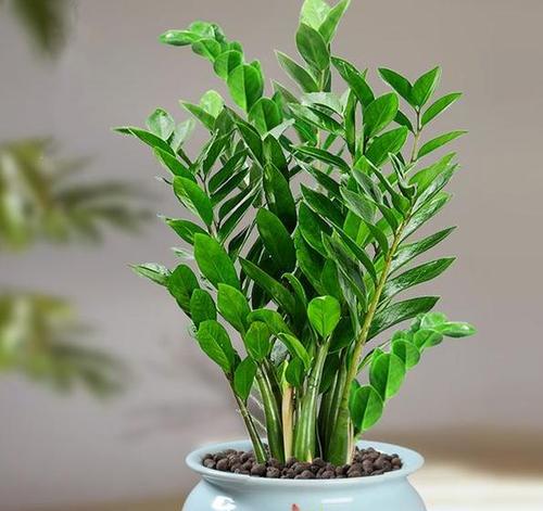 财位摆什么植物好？哪些植物有助于招财进宝？