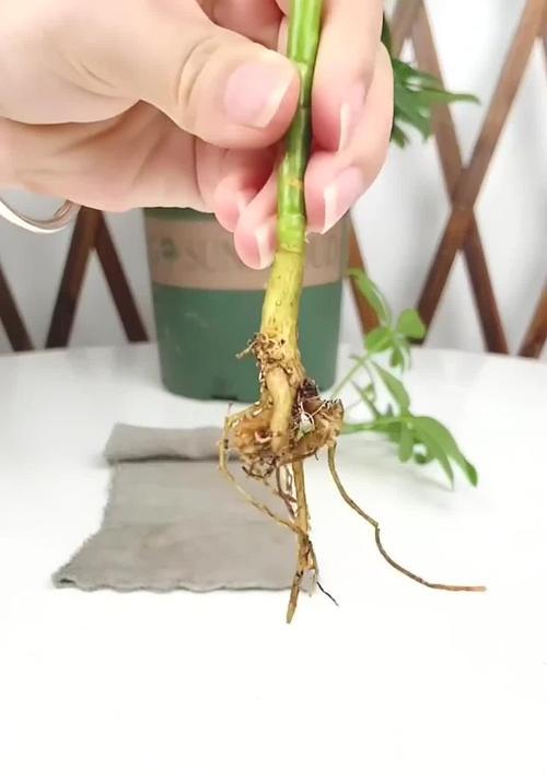 哪些花卉不易扦插？不好扦插的花卉有何特点？