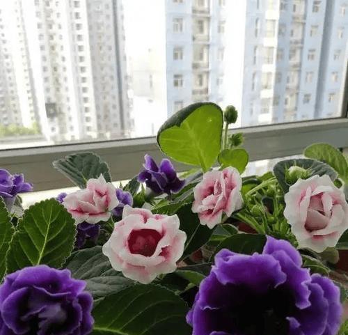 哪些花卉不易扦插？不好扦插的花卉有何特点？