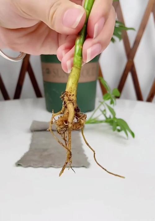 哪些花卉不易扦插？不好扦插的花卉有何特点？