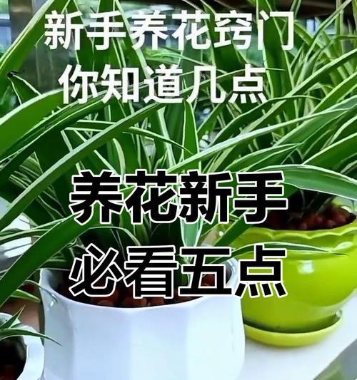 新手适合养哪些大花卉？大花卉的养护技巧是什么？