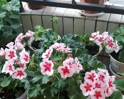 新手适合养哪些大花卉？大花卉的养护技巧是什么？