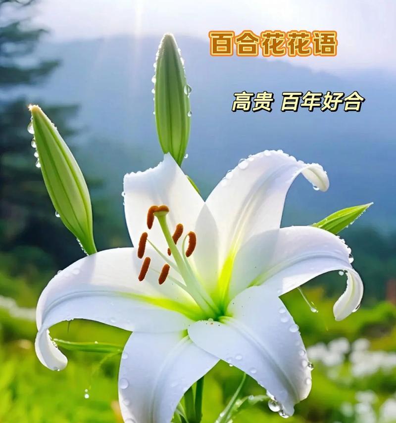 百合首金在网络用语中代表什么？