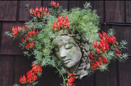 随时被人踩死的花卉叫什么？哪些花卉适合铺地种植？