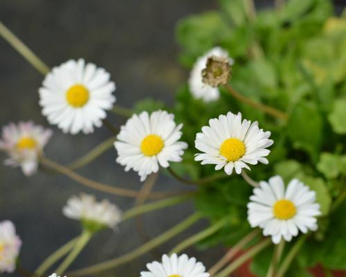 随时被人踩死的花卉叫什么？哪些花卉适合铺地种植？