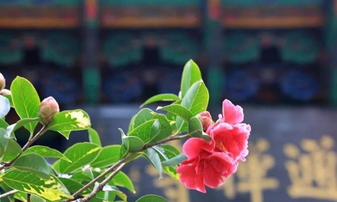 随时被人踩死的花卉叫什么？哪些花卉适合铺地种植？