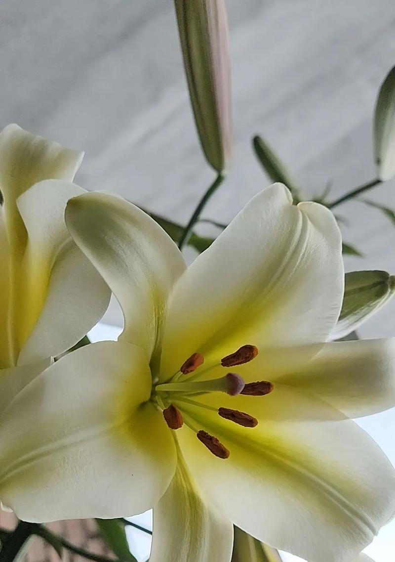 百合花开放的寓意是什么？它在不同文化中有哪些象征意义？