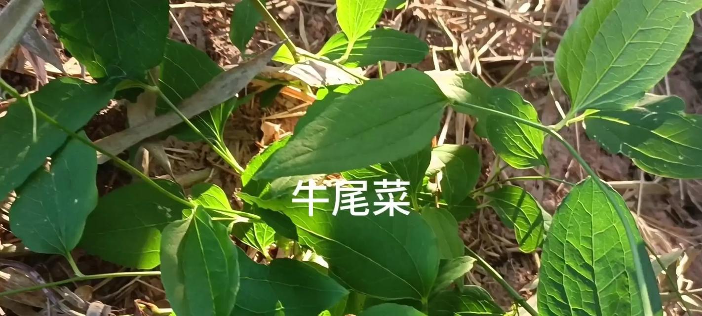 谁是最牛的植物是什么植物？它的特点和优势是什么？