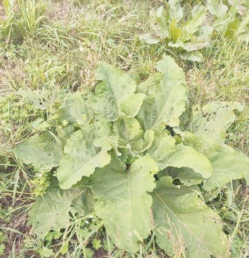 谁是最牛的植物是什么植物？它的特点和优势是什么？