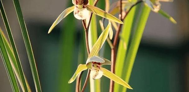 谁是最牛的植物是什么植物？它的特点和优势是什么？