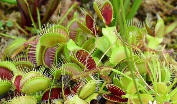 哪些植物可以击飞？它们的特性是什么？