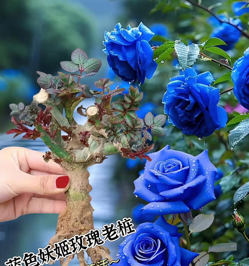 四季常开的蓝色玫瑰花品种有哪些？