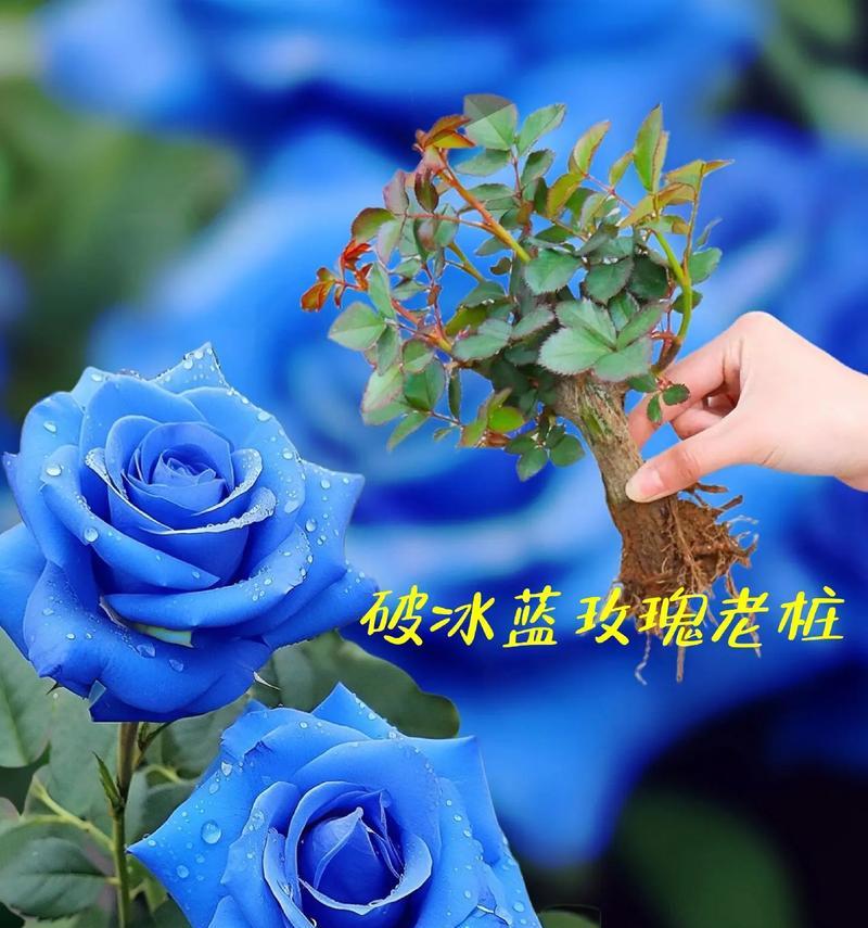 四季常开的蓝色玫瑰花品种有哪些？