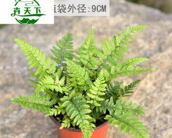 马耳植物的特性是什么？如何识别马耳植物？