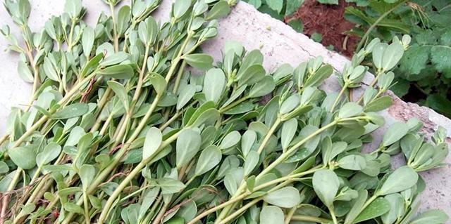 马耳植物的特性是什么？如何识别马耳植物？