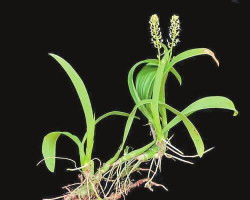 马耳植物的特性是什么？如何识别马耳植物？
