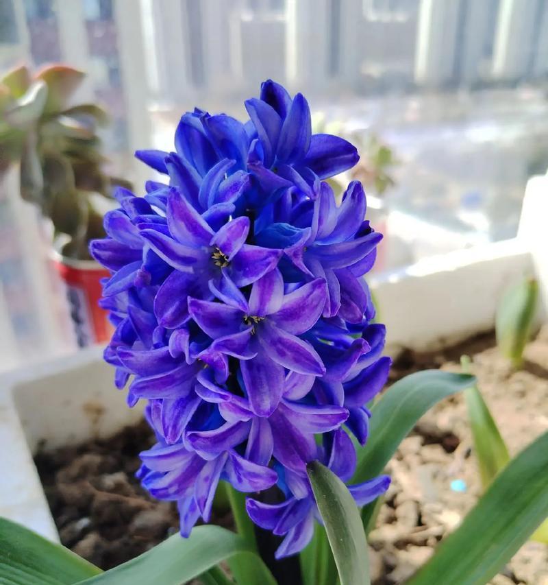 七月土培的花卉有哪些名字？七月适合种植哪些花卉？