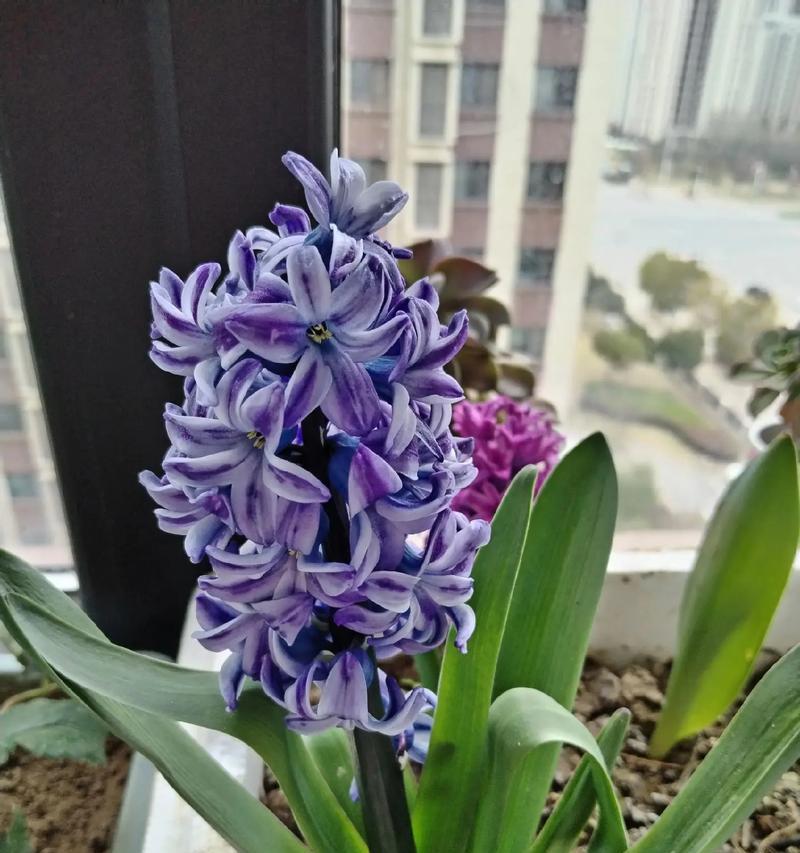 七月土培的花卉有哪些名字？七月适合种植哪些花卉？