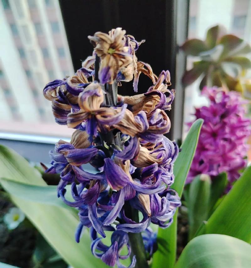 七月土培的花卉有哪些名字？七月适合种植哪些花卉？