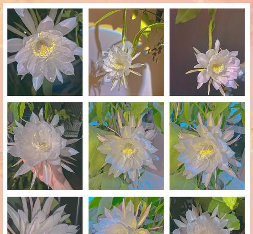 昙花的花语有哪些？昙花的短暂美丽传递了什么信息？