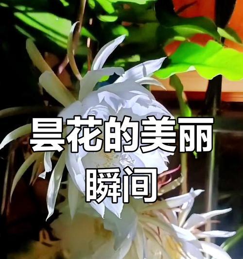 昙花的花语有哪些？昙花的短暂美丽传递了什么信息？