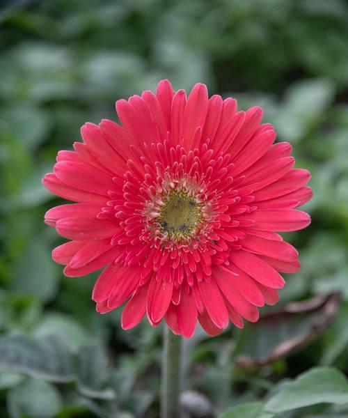 缩枝回枝花卉的特点是什么？