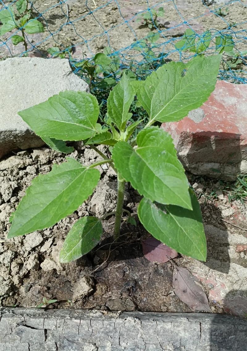 哪些花卉植物象征家长？它们有何特别之处？