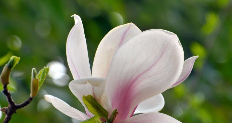 缩枝回枝花卉的特点是什么？