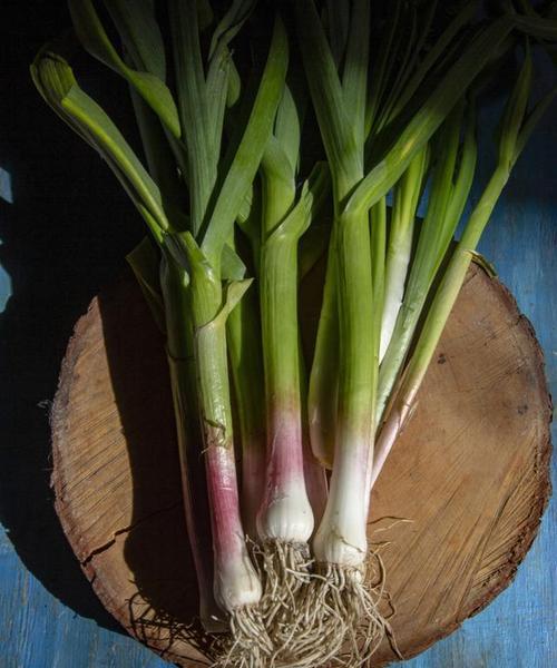 蒜苗种植是否需要农药？原因是什么？