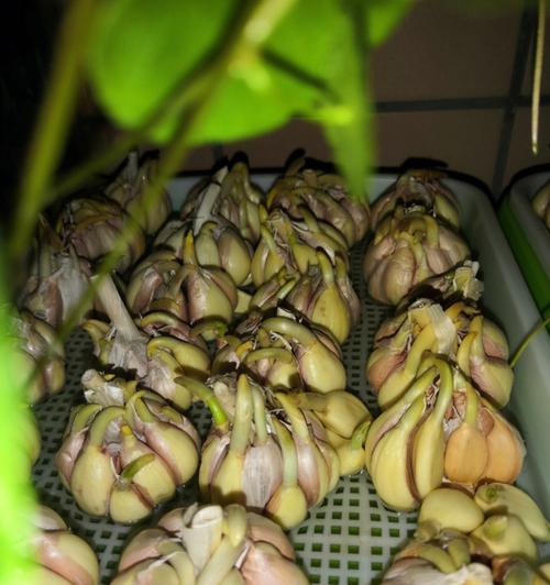 蒜苗种植是否需要农药？原因是什么？