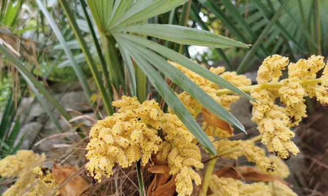 花园树植物花期多久？不同树种的花期持续时间是怎样的？