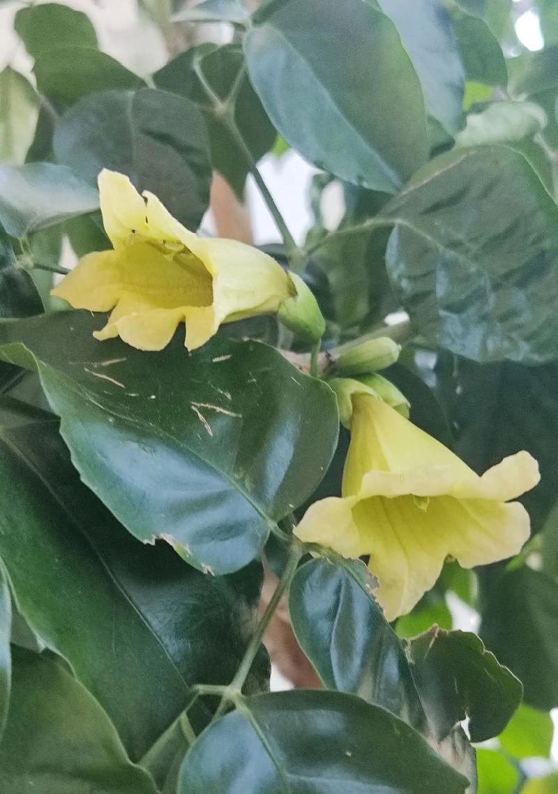 花园树植物花期多久？不同树种的花期持续时间是怎样的？