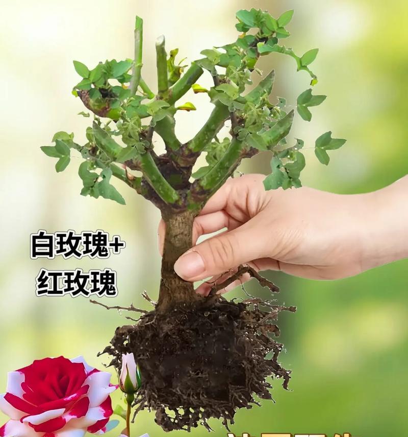 簪花玫瑰的寓意是什么？它传递了哪些信息？
