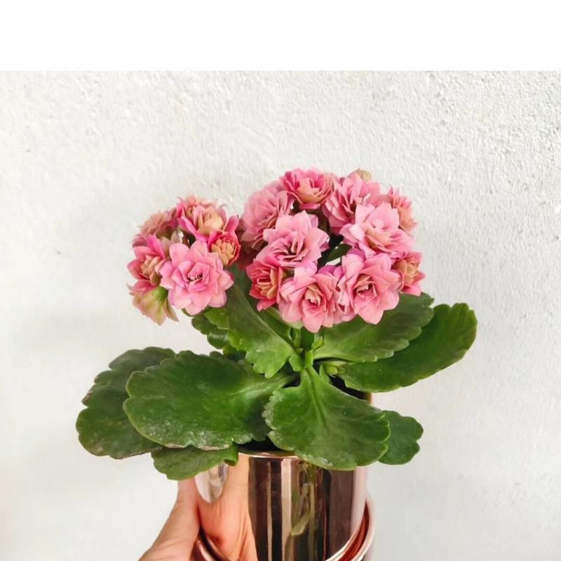 哪些植物在夜间放出氧气？它们的特性是什么？
