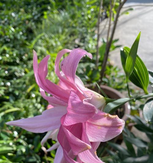 百合花盛开在清秋院中象征着什么？