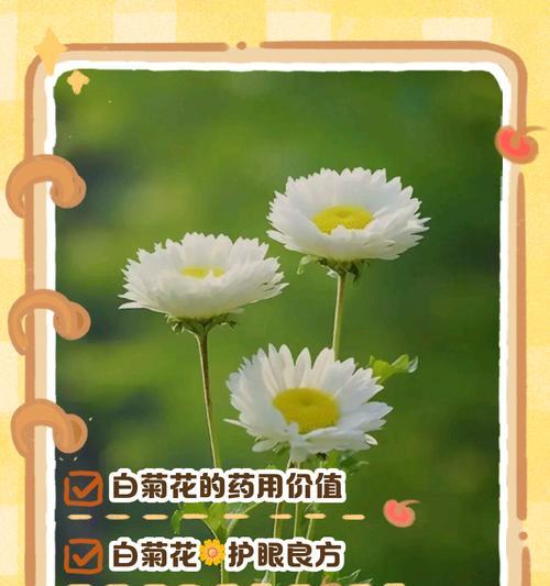 白菊花的花语代表什么？