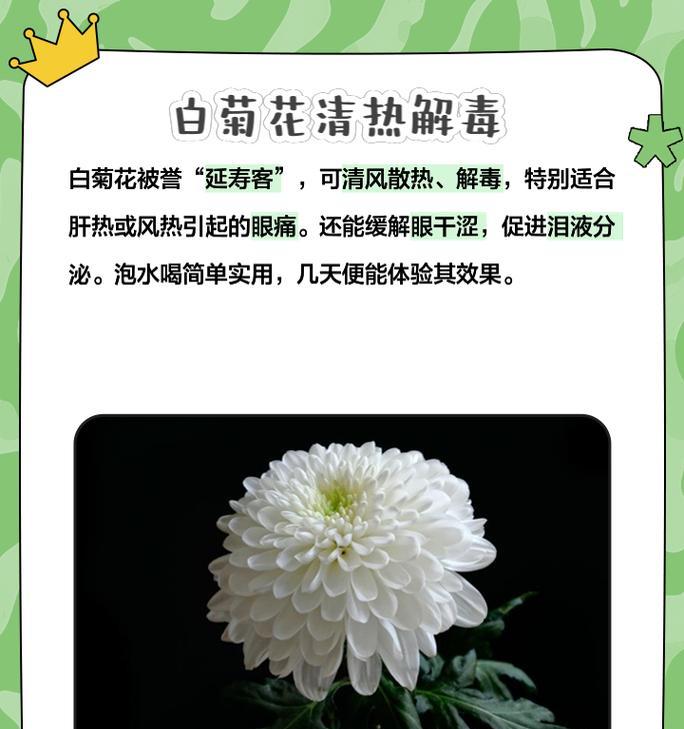 白菊花的花语代表什么？