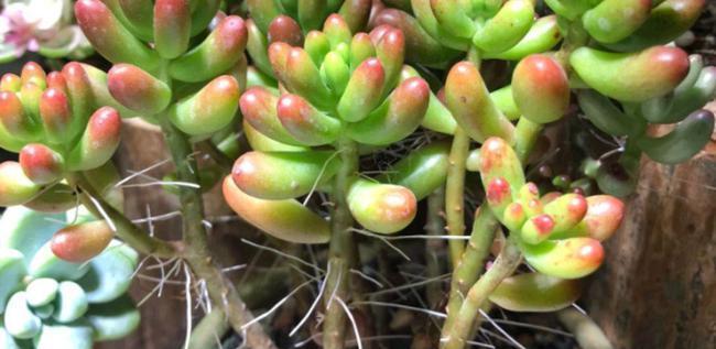 植物敷料通常需要多久更换一次？敷料时间对植物生长有何影响？