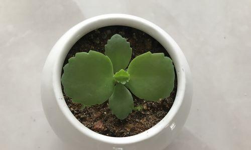 植物敷料通常需要多久更换一次？敷料时间对植物生长有何影响？