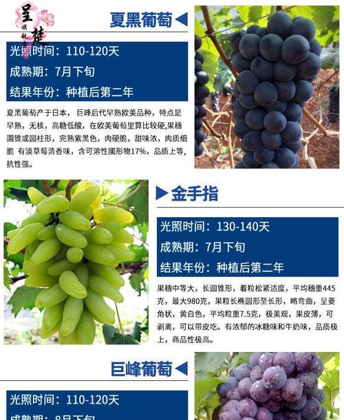 葡萄迷你小盆栽的养护要点是什么？如何确保其健康成长？