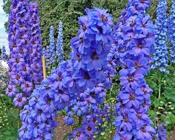 冬季室外适合种植哪些花卉种子？种植技巧有哪些？