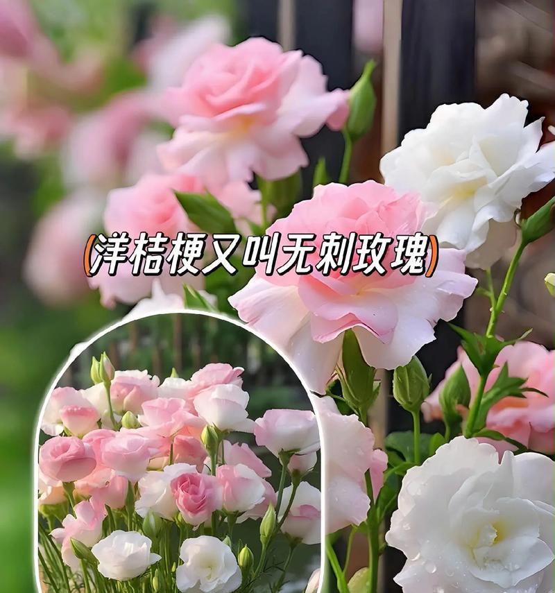 冬季室外适合种植哪些花卉种子？种植技巧有哪些？